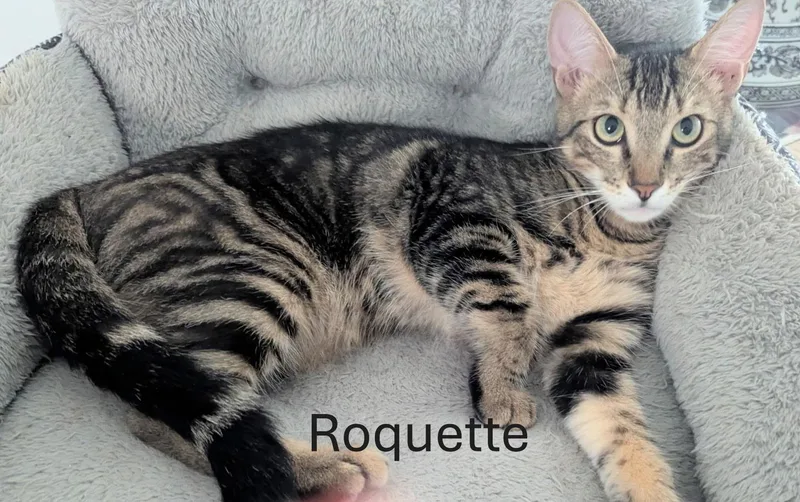 A baby medium-sized female Buff / Tan / Fawn Domestic Short Hair cat named Roquette for adoption in Fort Myers Beach, FL