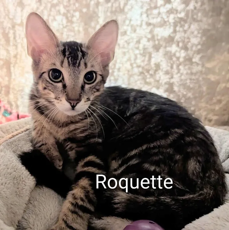Roquette thumbnail 2