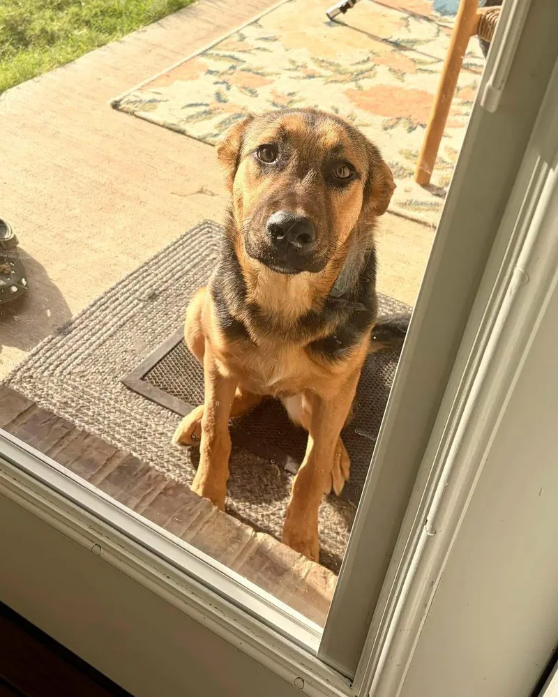 A young large-sized male Black German Shepherd Dog dog named Reese for adoption in New Rochelle, NY