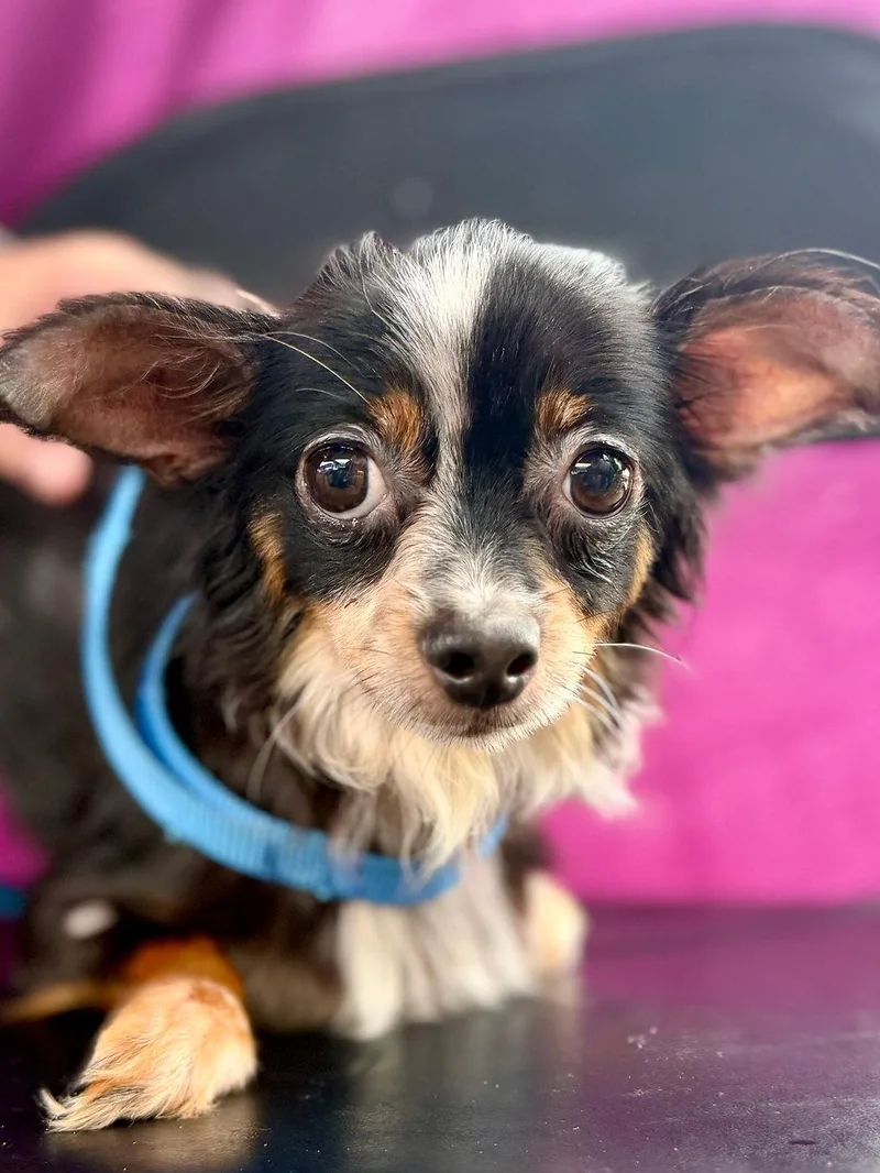 An adult small-sized female Tricolor (Brown, Black, & White) Chihuahua dog named Hyacinth for adoption in Livingston, TX