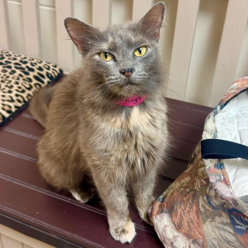 A young medium-sized female Gray / Blue / Silver Domestic Medium Hair cat named Ms Floofington for adoption in Lakeland, FL
