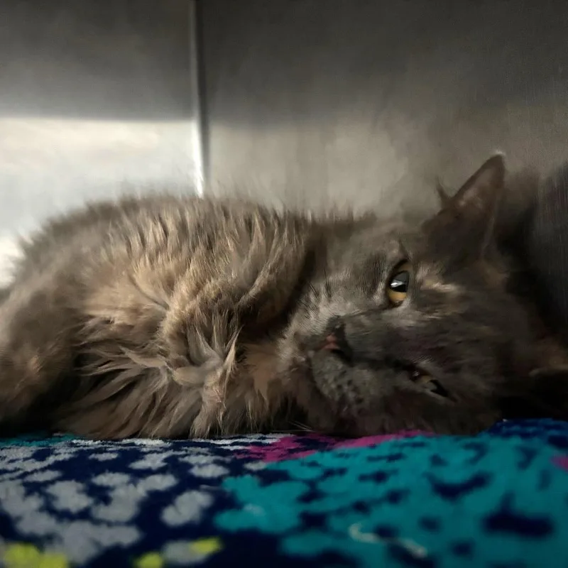 Ms Floofington thumbnail 2