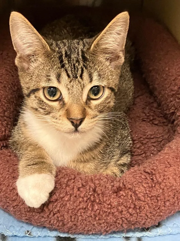 A baby small-sized female Tabby cat named Josie for adoption in Lunenburg, MA