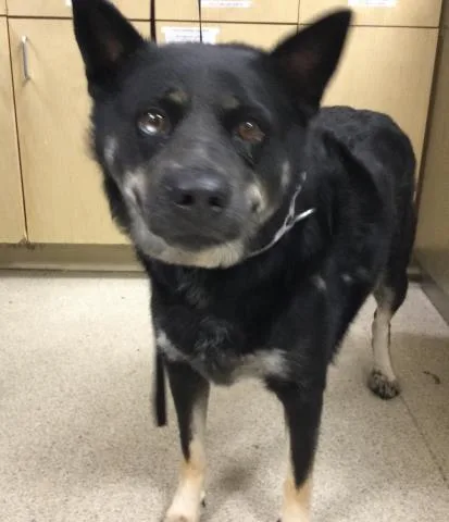 An adult medium-sized female Siberian Husky dog named Ginger for adoption in Riverside, CA