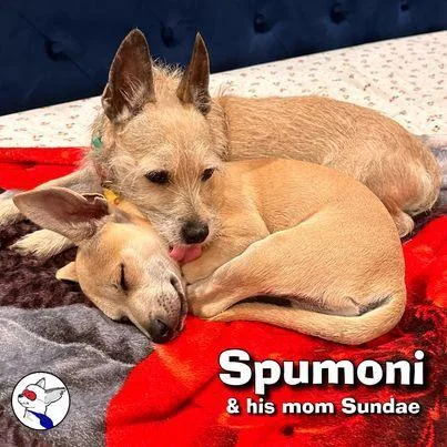 Spumoni thumbnail 2