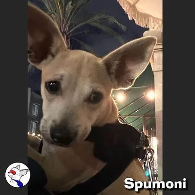 Spumoni thumbnail 3