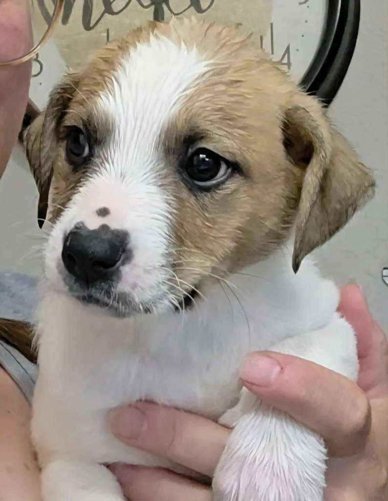 A baby medium-sized female Mixed Breed dog named Wellesley for adoption in Mesa, AZ