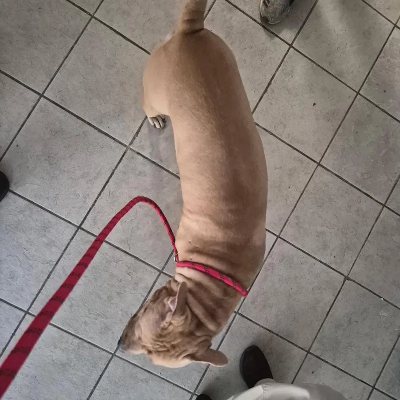 An adult large-sized male Yellow / Tan / Blond / Fawn Mixed Breed dog named StrayDaisyStreet for adoption in Columbus, GA