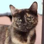 An adult medium-sized female Tortoiseshell Domestic Short Hair cat named Daisy for adoption in Hilliard, OH