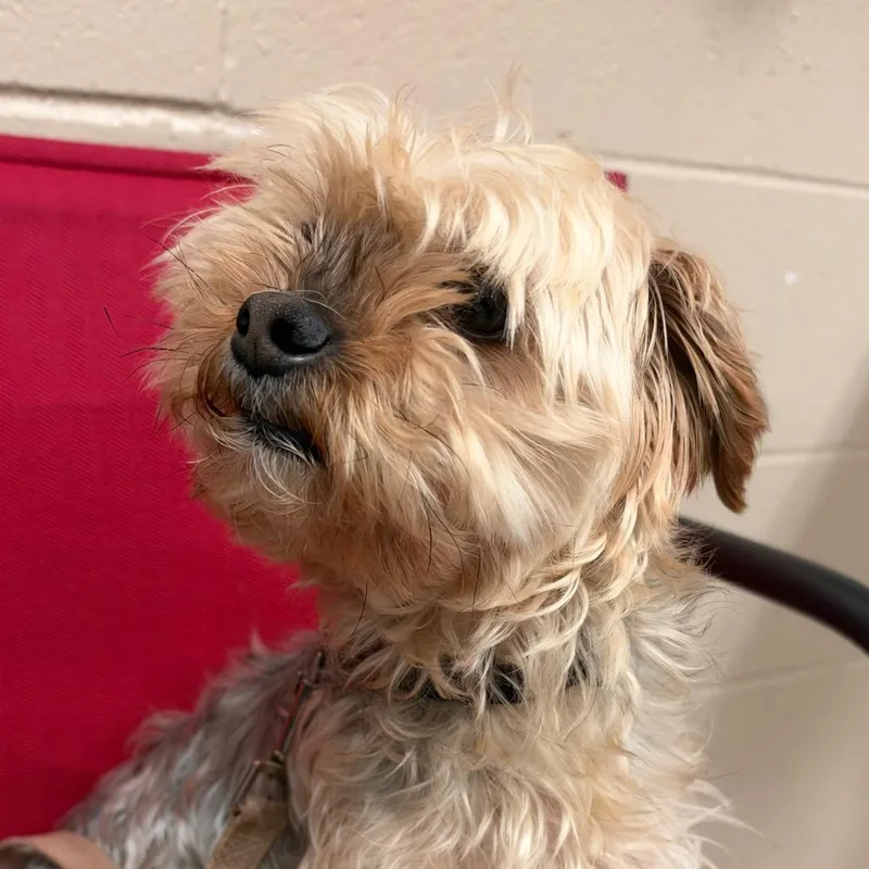 An adult small-sized male Brown / Chocolate Yorkshire Terrier dog named Charlie for adoption in Birmingham, AL