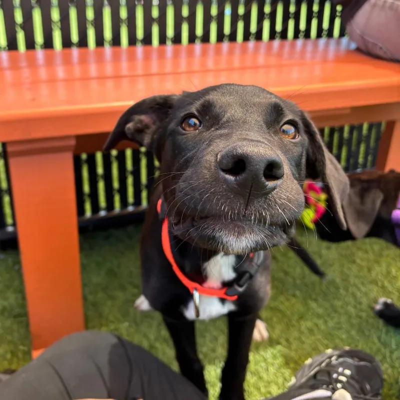 A baby medium-sized male Black Mixed Breed dog named Obsidian for adoption in Washington Township, OH