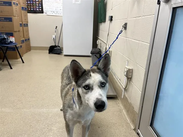 A young large-sized female Siberian Husky dog named Twila for adoption in Grand Prairie, TX