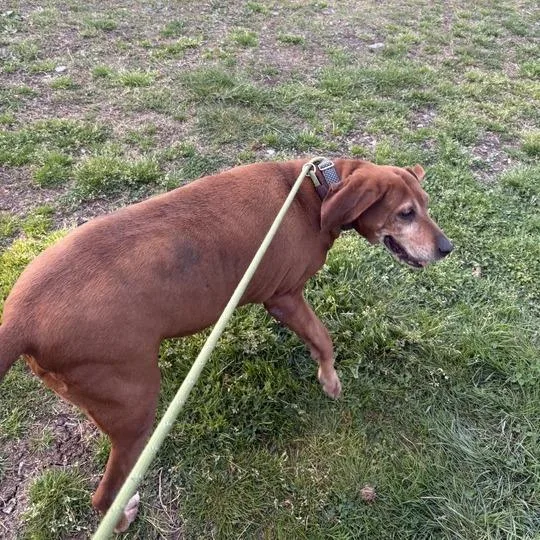 A senior large-sized female Red / Chestnut / Orange Redbone Coonhound dog named Tootsie Roll for adoption in Waynesville, NC