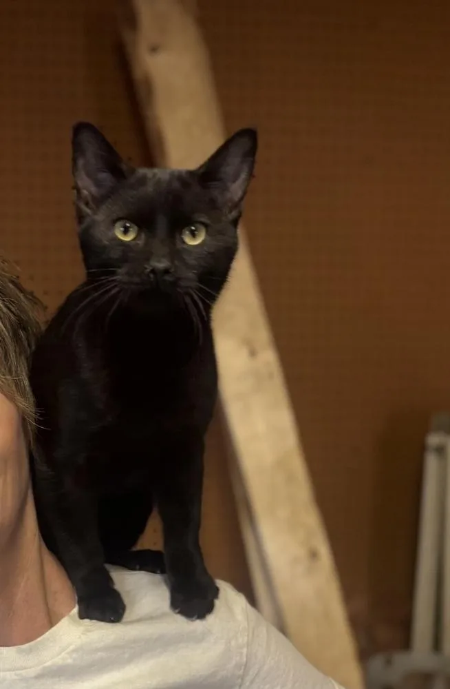 A young medium-sized male Black Domestic Short Hair cat named Bach for adoption in Plumerville, AR