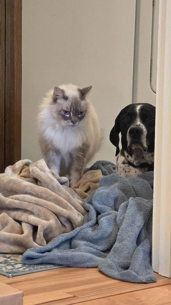 An adult medium-sized male Siamese cat named Pepper for adoption in Battle Ground, WA