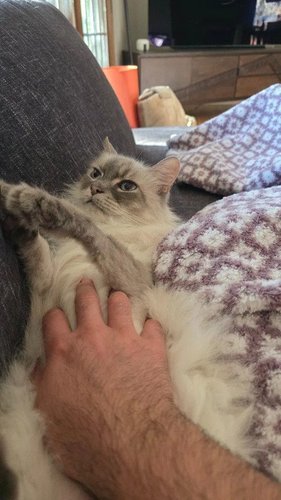 Pepper thumbnail 2