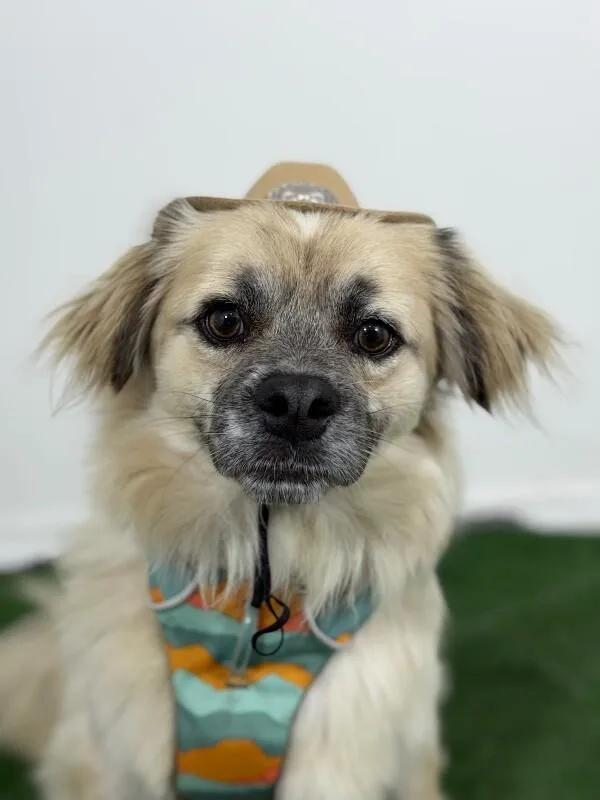 A young small-sized male Yellow / Tan / Blond / Fawn Lhasa Apso dog named Teddy Ted for adoption in Carlsbad, CA