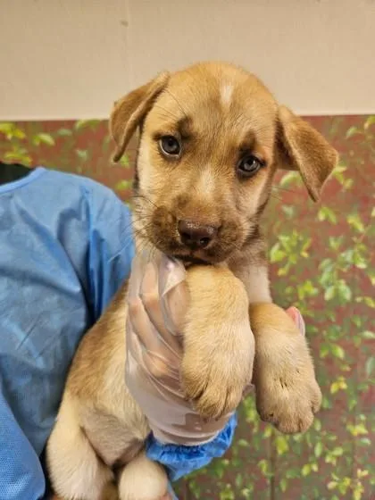 A young small-sized female Shepherd dog named Caterpie for adoption in San Antonio, TX