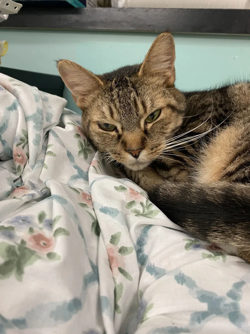 An adult medium-sized male Domestic Short Hair cat named Lucas for adoption in Hudson, NY