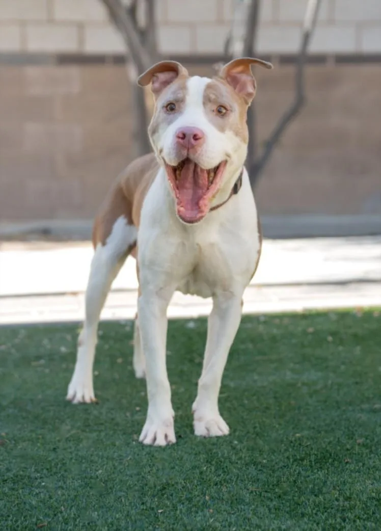 An adult large-sized male Pit Bull Terrier dog named Caleb for adoption in Las Vegas, NV