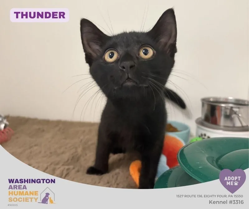 A baby small-sized male Black Domestic Short Hair cat named Thunder for adoption in Eighty Four, PA