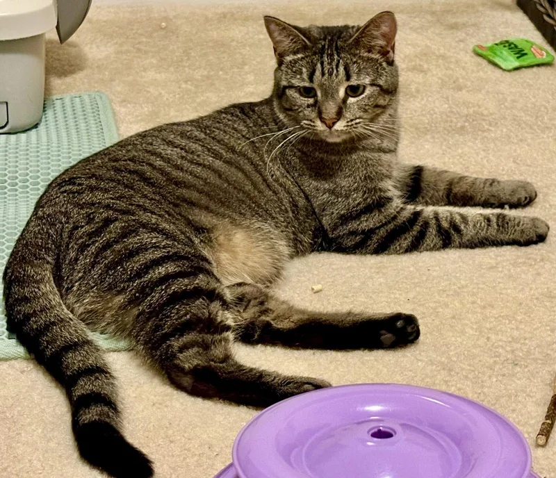 A young medium-sized female Tabby (Brown / Chocolate) Domestic Short Hair cat named Gracie for adoption in Reston, VA