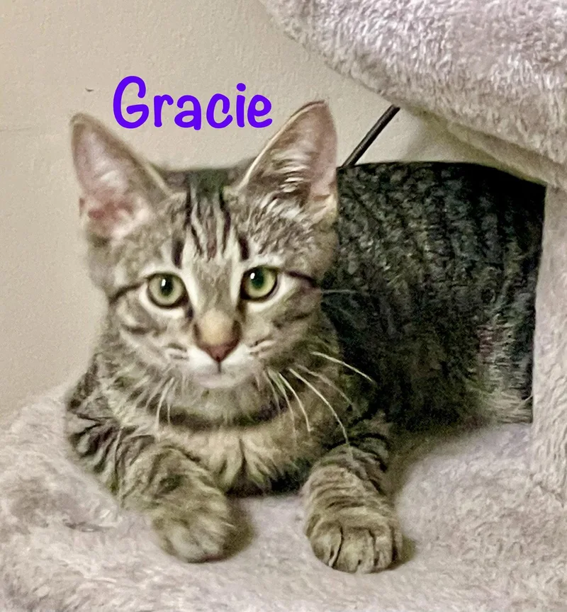 Gracie thumbnail 3