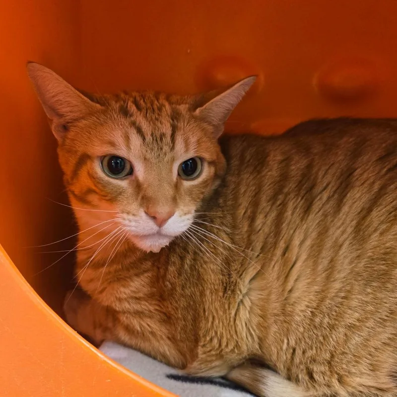 An adult extra large-sized male Orange / Red Domestic Short Hair cat named Tito for adoption in Waukesha, WI