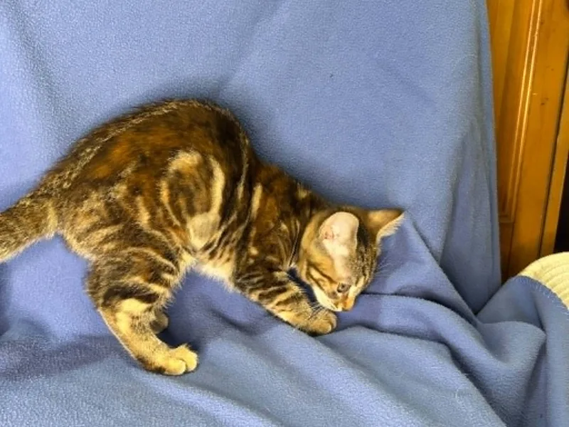 A baby medium-sized female Tabby (Buff / Tan / Fawn) Domestic Short Hair cat named Samantha for adoption in Portland, OR