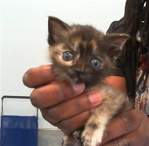A baby small-sized female Domestic Short Hair cat named Pecan for adoption in Charlotte, NC