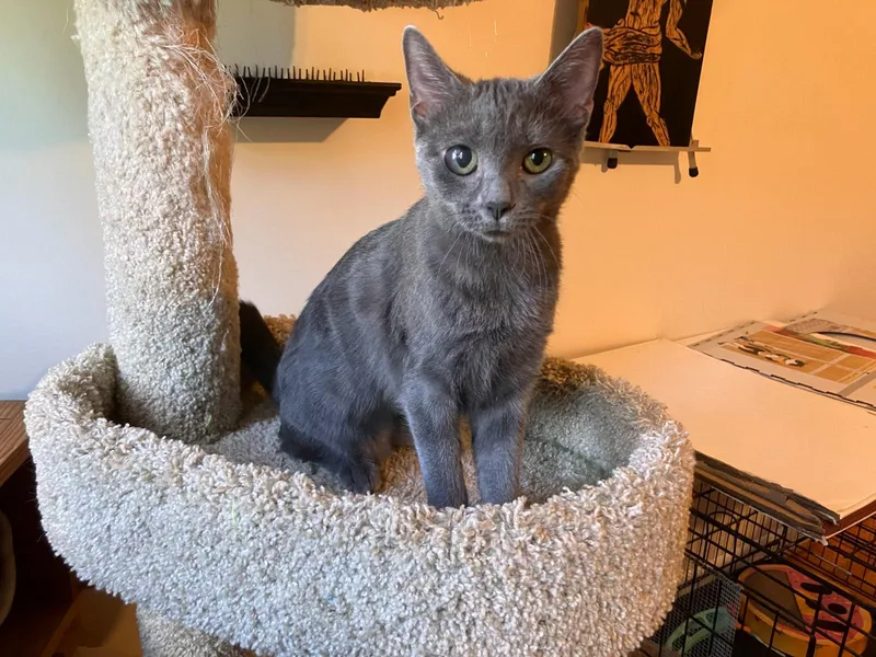 A baby medium-sized female Domestic Short Hair cat named Polly for adoption in Raeford, NC