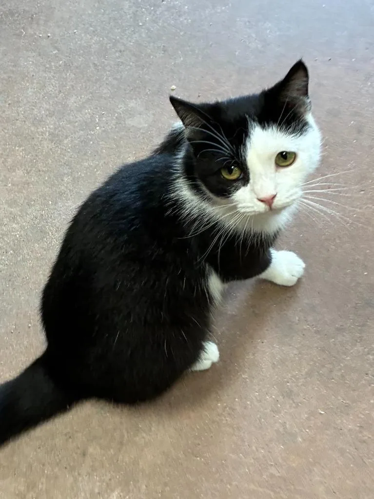 A young medium-sized female Domestic Short Hair cat named Filenes Basement for adoption in Cincinnati, OH