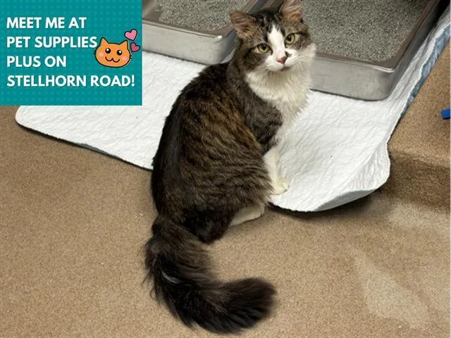 A young small-sized male Domestic Medium Hair cat named Peekaboo for adoption in Fort Wayne, IN