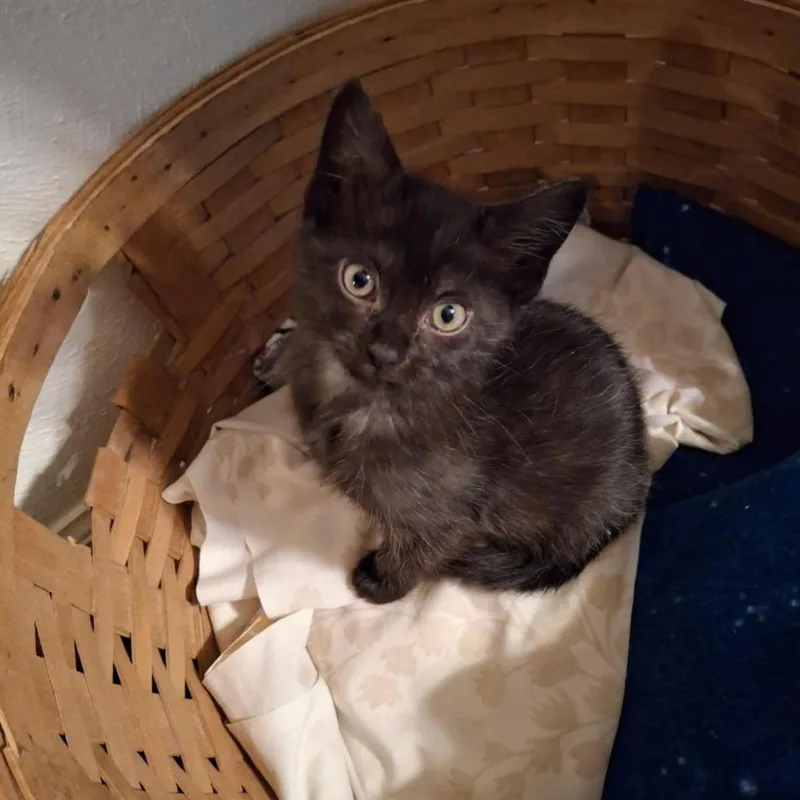 A baby small-sized female Black Domestic Short Hair cat named Calypso for adoption in Rocky Mount, VA