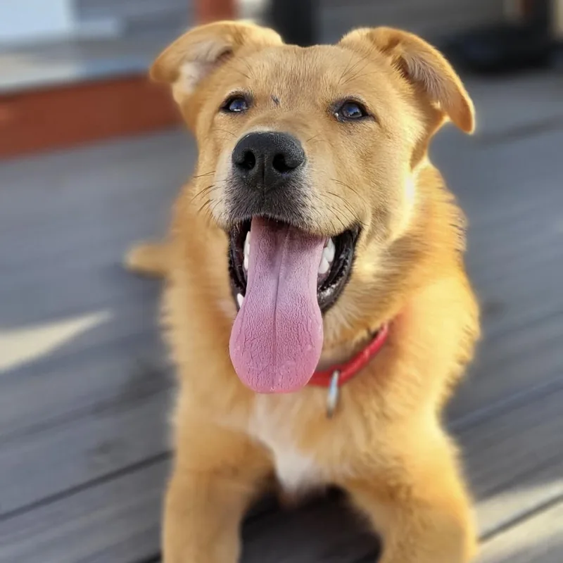 Milk Dud thumbnail 2