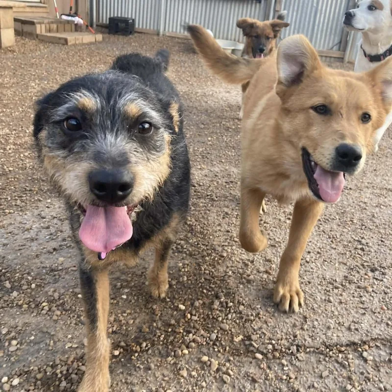 Milk Dud thumbnail 3