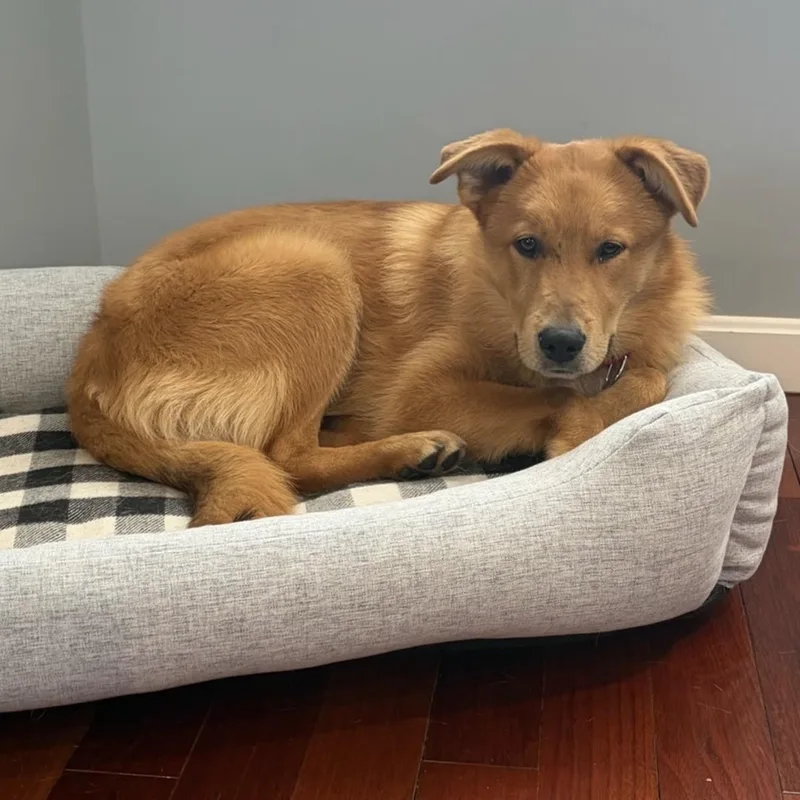 Milk Dud thumbnail 5