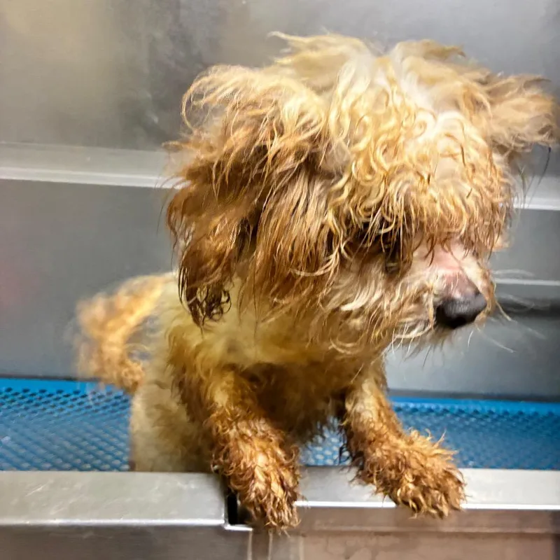 An adult small-sized male White / Cream Mixed Breed dog named Bossa Nova for adoption in Columbus, GA