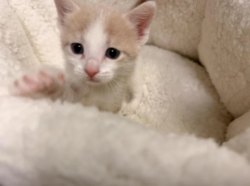 A baby medium-sized female Cream / Ivory Domestic Short Hair cat named Pixie for adoption in Batesville, AR