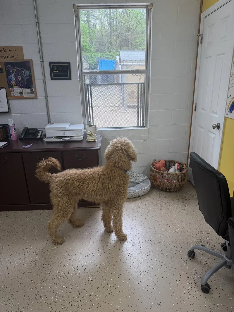 An adult large-sized male Standard Poodle dog named Saint for adoption in York, SC
