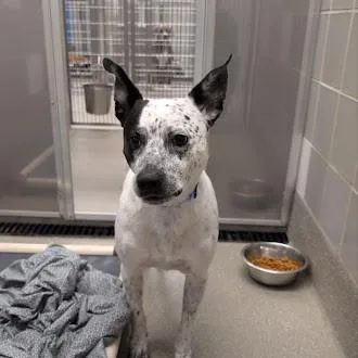 A young large-sized male Australian Cattle Dog / Blue Heeler dog named Manchas for adoption in Las Vegas, NV