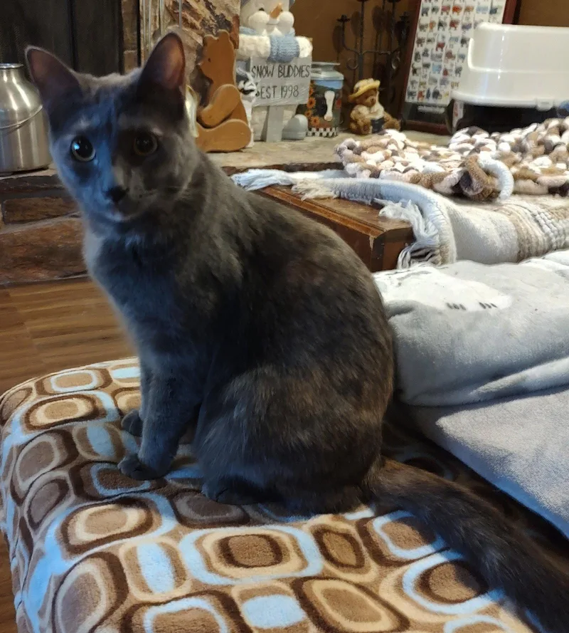 An adult medium-sized female Domestic Short Hair cat named Rosie Carver for adoption in Phoenix, AZ