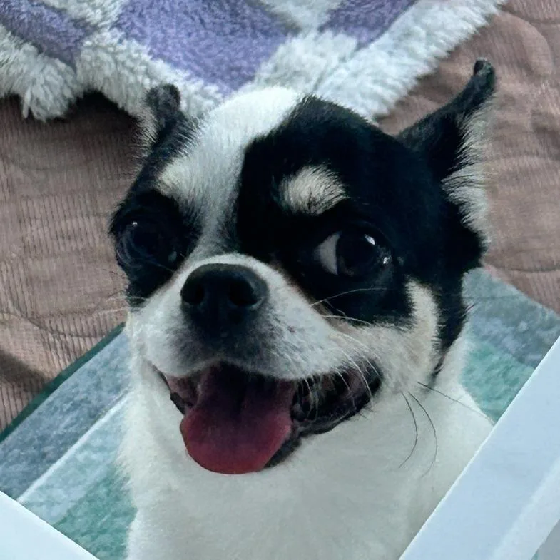 Lily thumbnail 2