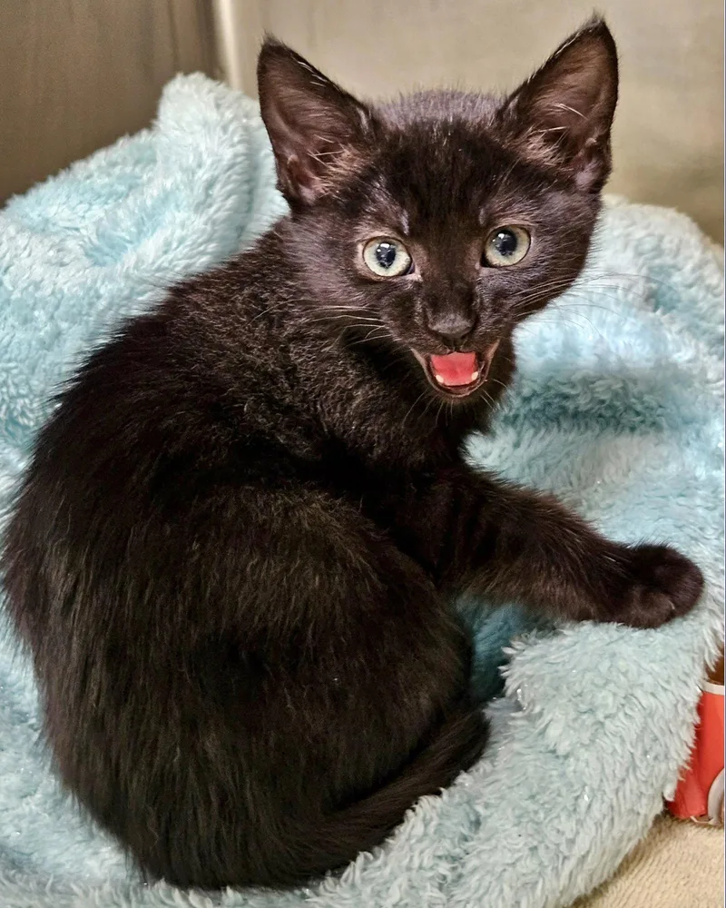 A baby small-sized female Black Domestic Short Hair cat named Penny for adoption in Oakland, CA