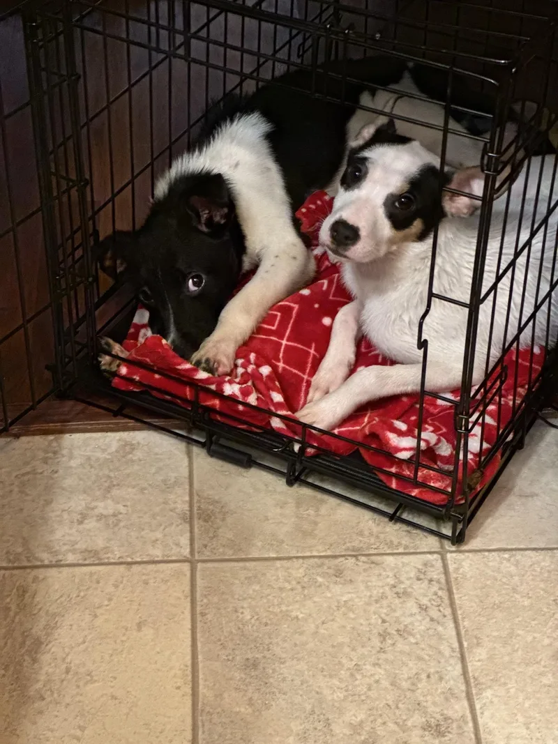 A baby medium-sized female Terrier dog named Daisy for adoption in Mokena, IL
