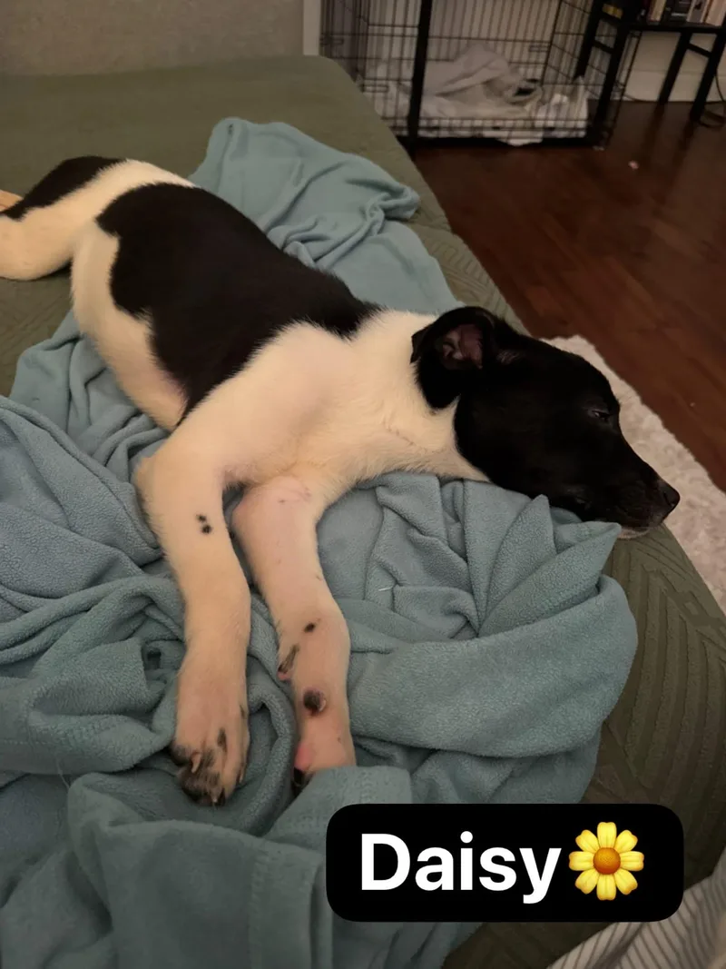 Daisy thumbnail 3