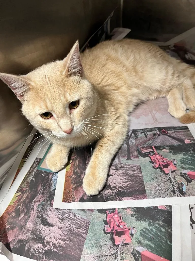 An adult large-sized male Domestic Short Hair cat named Rocky for adoption in Hopkinsville, KY