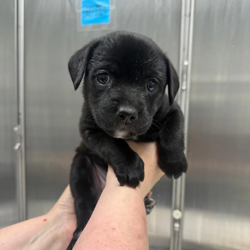 A baby medium-sized female Black Labrador Retriever dog named Betty for adoption in Normal, IL