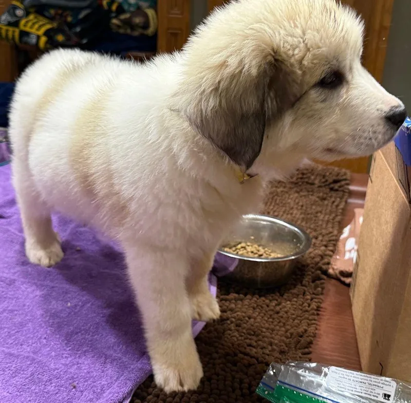 A baby extra large-sized male White / Cream Great Pyrenees dog named Watermelon for adoption in Larkspur, CO