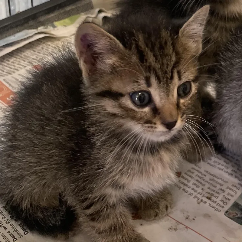 A baby small-sized female Brown / Chocolate Domestic Short Hair cat named Sissy for adoption in San Antonio, TX